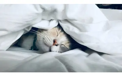 5 Tips to Improve Your Sleep Naturally