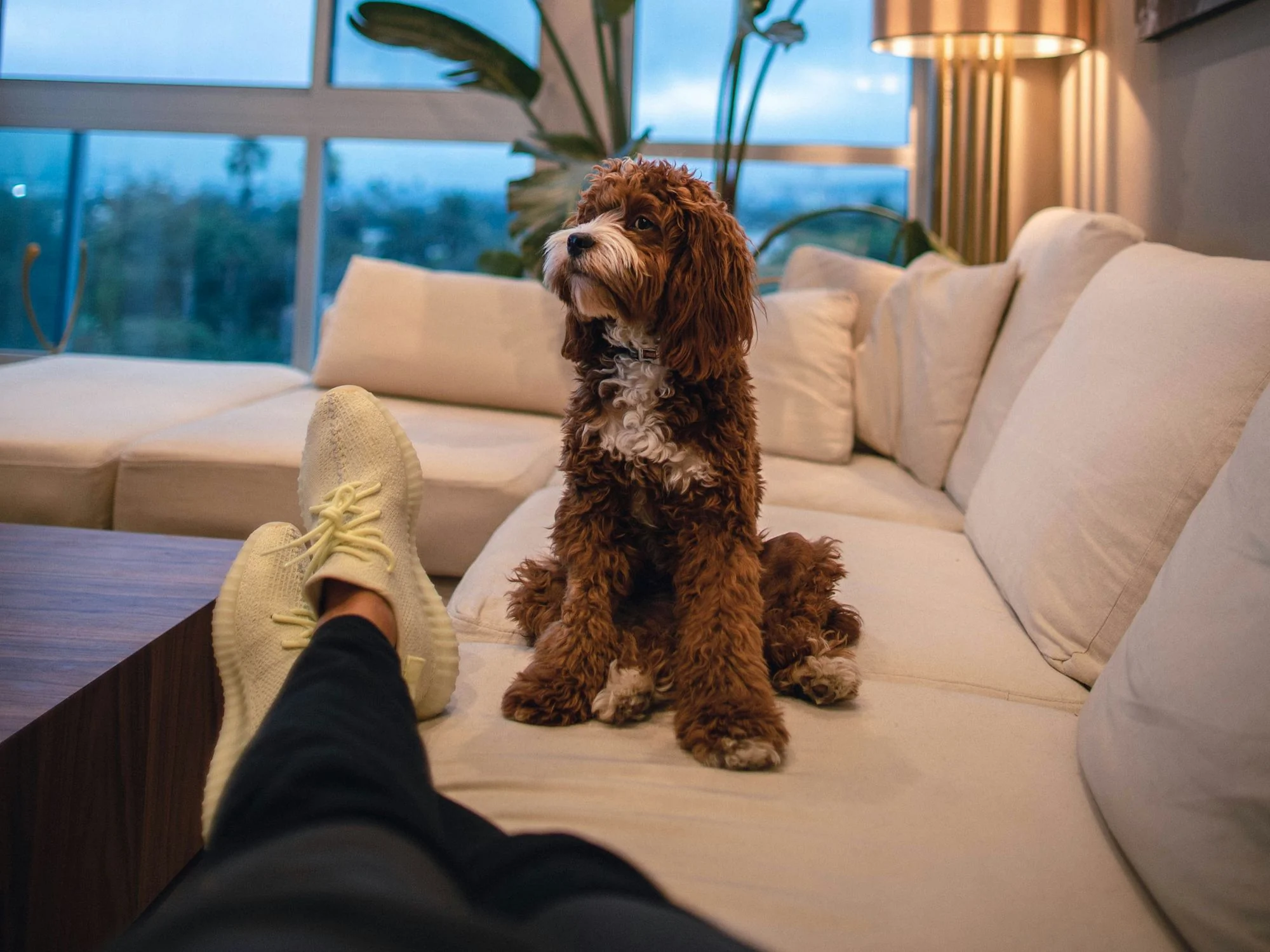 Sofa-Fabric-for-dogs
